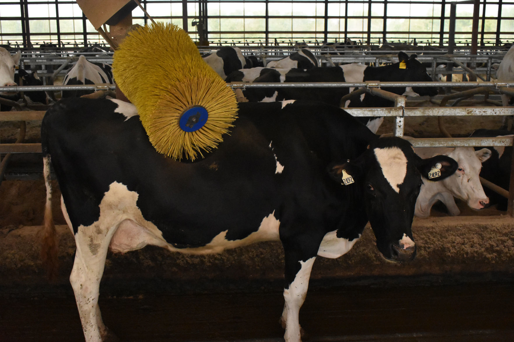 Scrubbing a cow clean